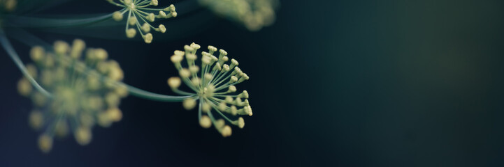 Green branches of dill close-up in soft focus place for your text. Beautiful natural green pattern.