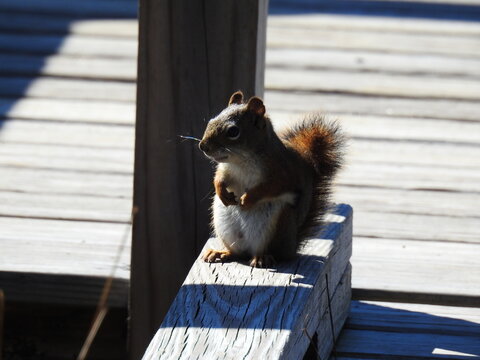 American red squirrel enjoying a sunny day at the Silvio O. Conte National Fish and Wildlife Refuge, in Essex County, Brunswick, Vermont.