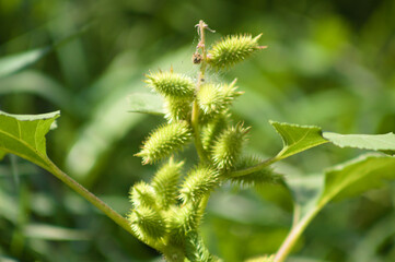 Closeup of common cocklebur green seeds with green blurred plants on background