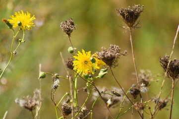 Closeup of dried wild carrot brown seeds with green blurred background