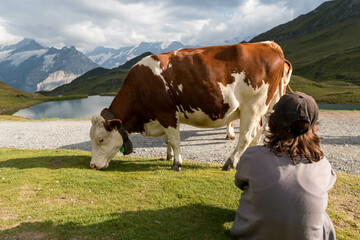 Fototapeta na wymiar Cow on the Alpine meadow. Jungfrau region, Switzerland