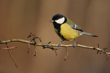 Obraz na płótnie Canvas Great tit, parus major, sitting on a twig in forest in wintertime. Little bird with yellow feathers on a sunny day from side view with copy space. Animal wildlife in nature.