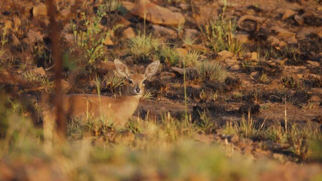 Steenbok lies motionless between grass and stones, turns ears and sniffs air