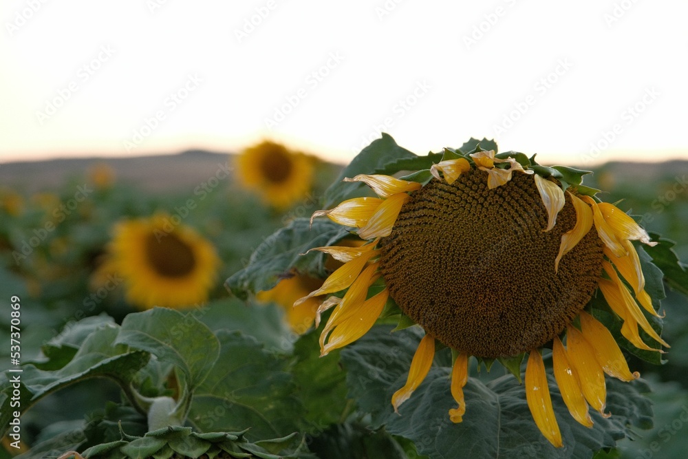 Canvas Prints landscape view of the sunflower garden