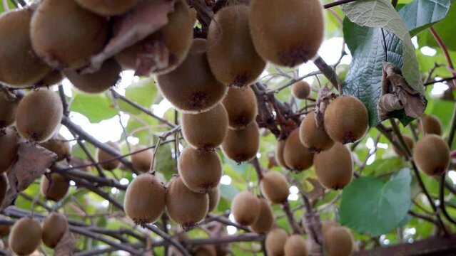 close-up of ripe kiwifruit on the tree surrounded by leaves before picking. 