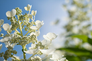 Spring Floral Background