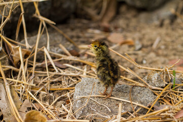 Naklejka na ściany i meble new born baby chick common quail on the wildlife