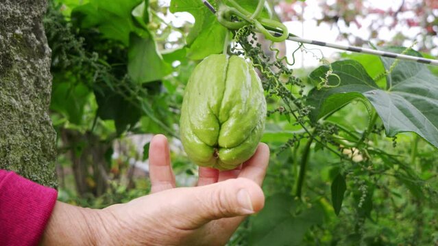 Chayote ripening on the tree, checking if it can be picked. Air potato in the plantation