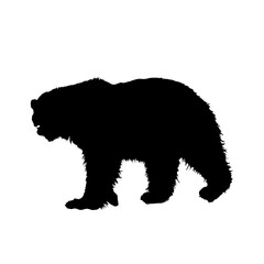 Fototapeta na wymiar silhouette of a polar bear