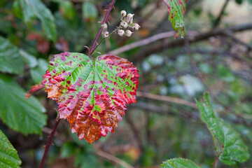 At the turn of the year, when autumn arrives, many trees and bushes show their particularly beautiful side. They color their leaves brightly and show their full blaze of colour.