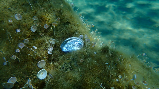 Seashell of Green ormer or Ear shell (Haliotis tuberculata) on sea bottom, Aegean Sea, Greece, Halkidiki