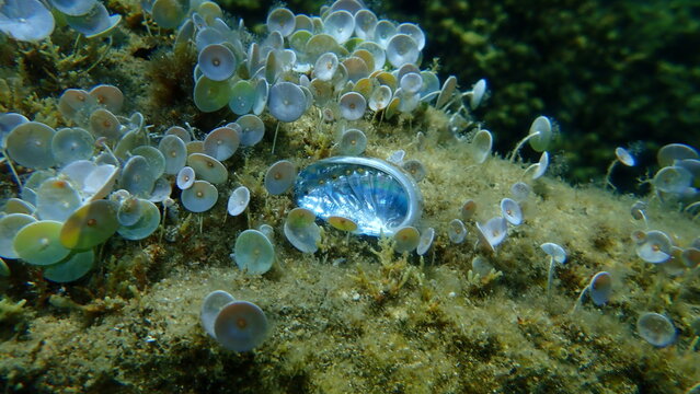 Seashell of Green ormer or Ear shell (Haliotis tuberculata) on sea bottom, Aegean Sea, Greece, Halkidiki