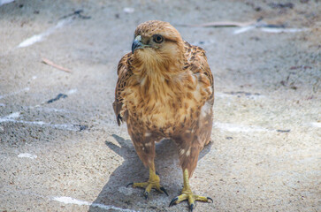red tailed hawk