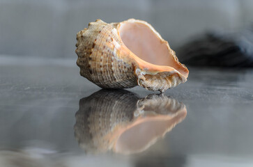 shell on the table