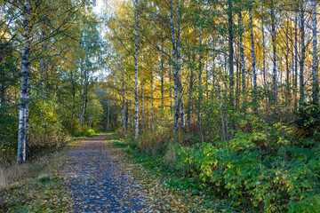 Autumnal park on a sunny morning in Finland. No people, path covered with leaves.