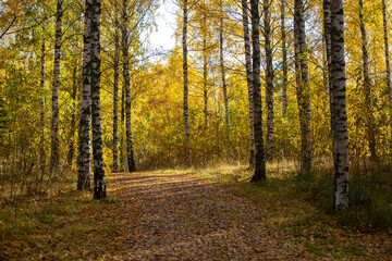 Autumnal park on a sunny morning in Finland. No people, path covered with leaves.