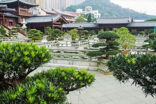 Fantastic podocarp large-leaved bonsai trees in Nan Lian garden and water lilies in bloom, pagoda building (Buddhist temples?) and modern tall residential building on a hillside in Hong Kong - winter