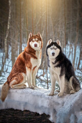 Awesome two siberian husky dogs on snow in winter sunny forest.