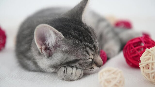 cute gray domestic kitten cat sleeping next to red and white tangles. High quality 4k footage