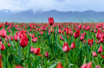 Obraz premium red tulips in the field