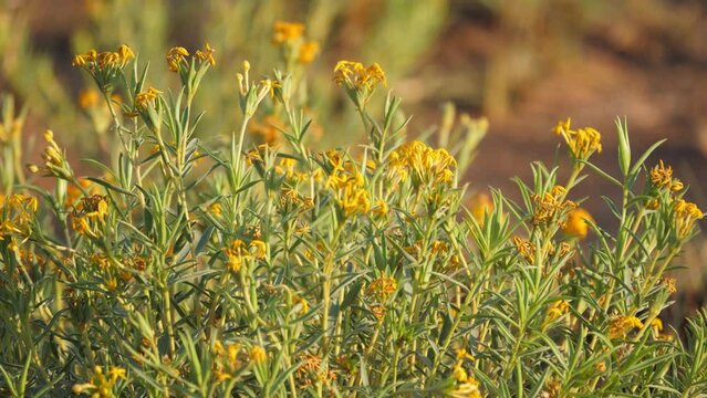 Pan across top of green bush with bright yellow flowers 