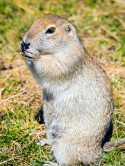Naklejka na ściany i meble fat wild Spermophilus eating peanuts, portrait of a ground squirrel, close-up