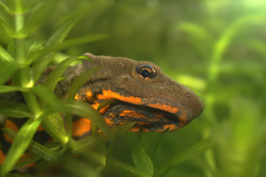 Closeup on an adult Asian endangered Hong kong warty newt, Paramesotriton hongkongensis peaking through the waterweeds