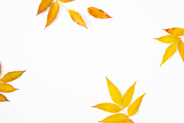 Autumn background of tree leaves. Yellow autumn leaves on white background. Fall foliage, texture. Flat lay, top view, copy space