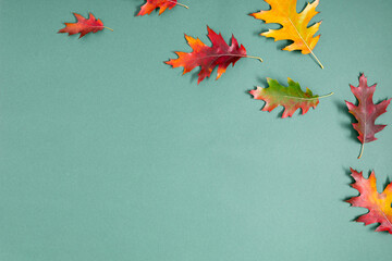 Autumn background of tree leaves. Colorful autumn leaves on green background. Fall foliage, texture. Flat lay, top view, copy space