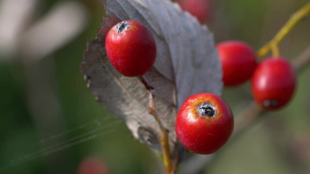 Whitebeam Fruit Set, ripe, autumn (Sorbus aria) - (4K)