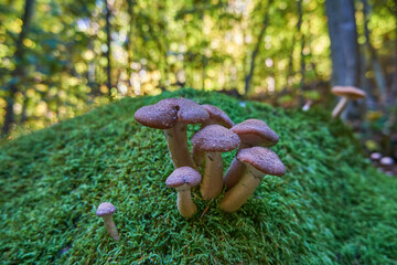 Fototapeta premium Edible Armillaria mellea, commonly known as honey fungus, grow on green moss. Autumn mushrooms in the forest