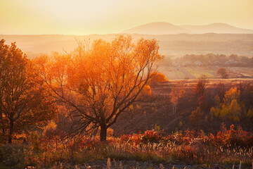 Fototapeta premium Bright autumn evening. Sunset beautifully illuminated the golden foliage of trees and dry spikelets