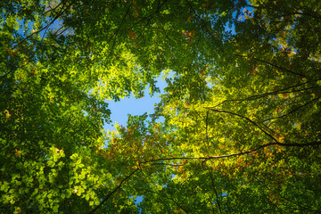 Some beautiful trees set against the blue sky. Colorful Autmn in the forest. Look up to the treetop