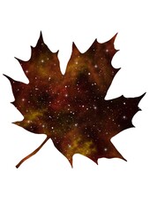 autumn maple leaf