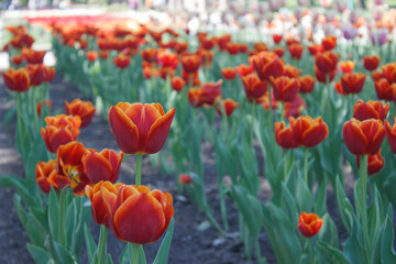 Field of red tulips with orange border on petals, green stems and foliage