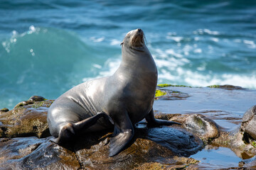 Naklejka premium California Sea Lion