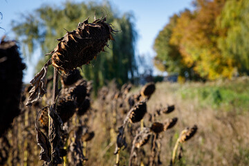 a field of ripe sunflowers, ready for harvesting, harvest
