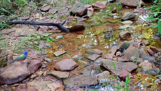 Male Painted Bunting flies onto a rock in a small creek, looking around