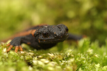 Closeup on a gorgeous juvenile Chinese Red-tailed Knobby Newt , Tylototriton kweichowensis