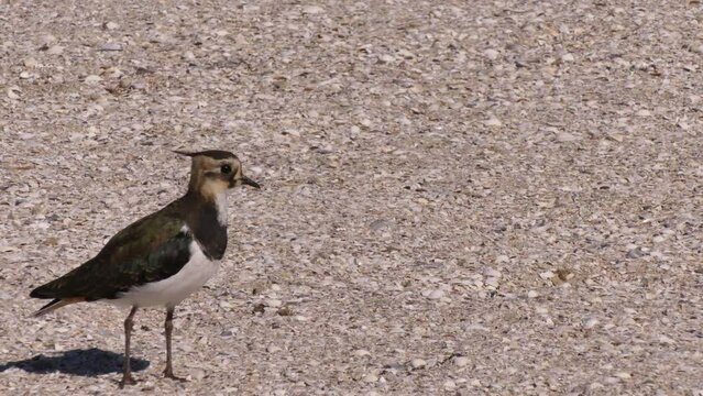 Northern lapwing (Vanellus vanellus) - medium-sized sandpaper living in Eurasia near wetlands (river, lake, coast, shore, meadow).