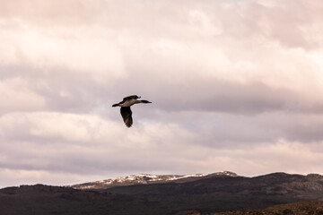 Fototapeta na wymiar Cormorán volando ante montaña nevada