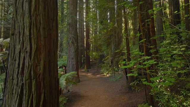 Trail deep inside a scenic redwood forest