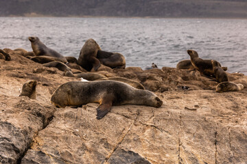 Leones marinos en Ushuaia