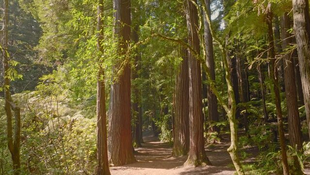 Trail deep inside a scenic redwood forest