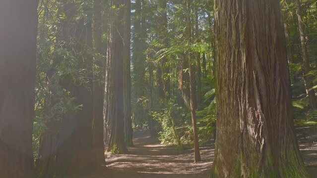 Trail deep inside a scenic redwood forest