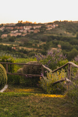 A garden in Tuscany, Italy during sunset with lavender flowers