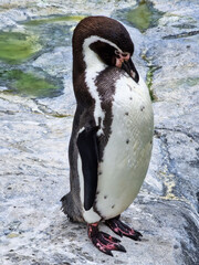 Fototapeta premium A little penguin is standing on a rock.