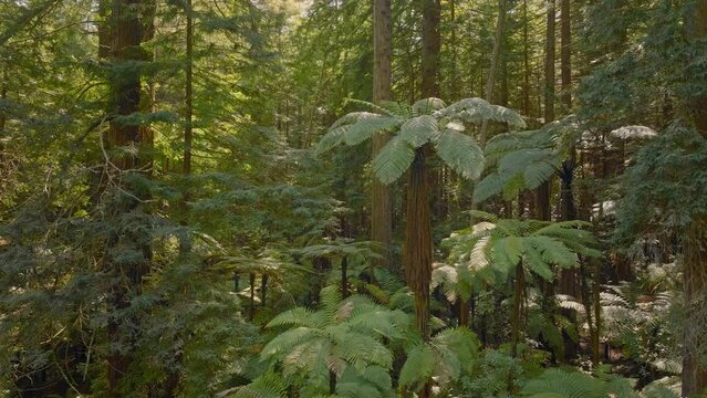 Sunshine breaks through a scenic forest canopy