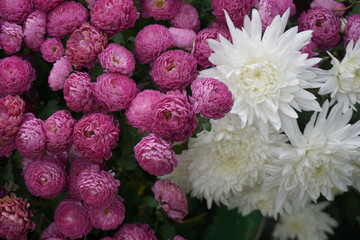 glaucomas and asters in white and pink