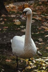 Swan closeup, nature, autumn landscape, bird